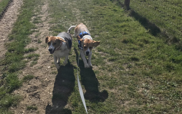 The Outskirts of Elmdon Dog walk in Essex