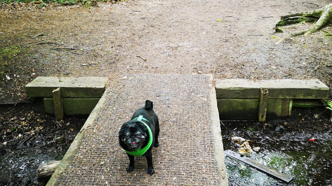 Dog walks in Lincolnshire · Walkiees