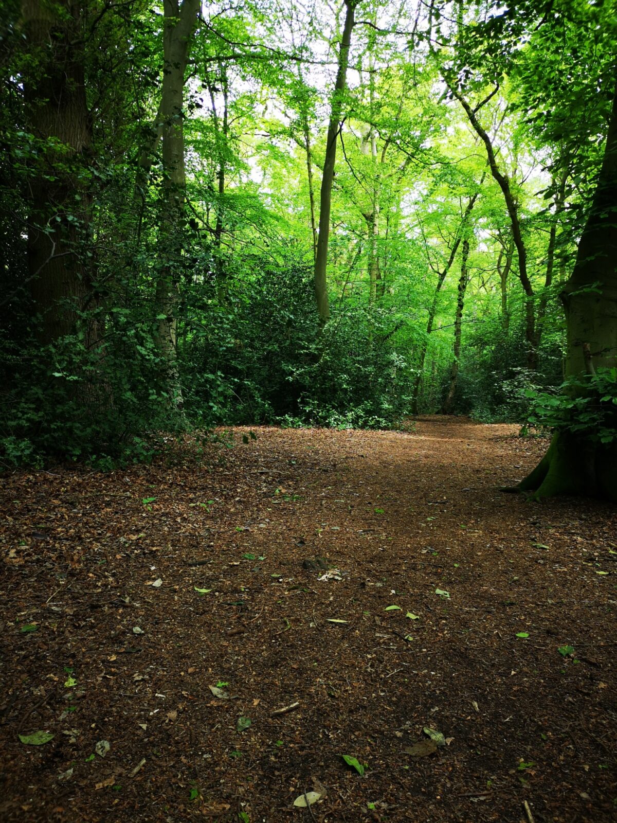 The Pinewoods and Woodhall Spa large photo 6