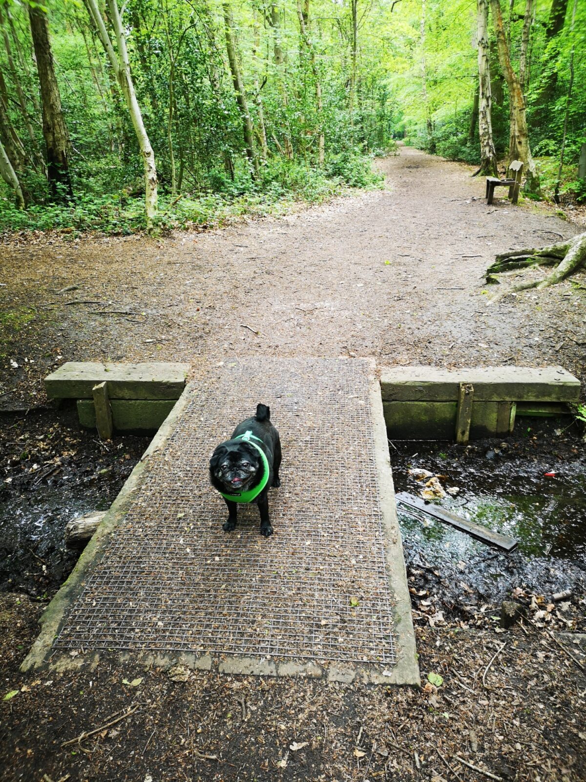 The Pinewoods and Woodhall Spa large photo 1