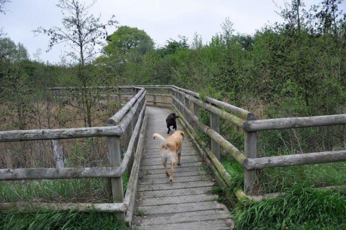 The Wick Country Park large photo 2