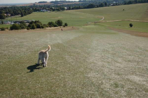 Therfied Heath (Royston)photo