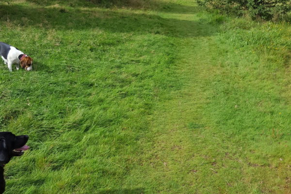 Three Sisters & Viridor Woods walkphoto