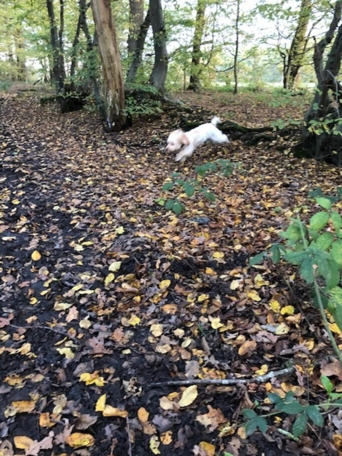 Dog walk at Thrift Wood Nature Reserve · Essex · Walkiees