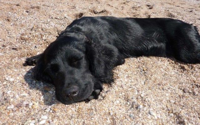 Thurlestone Beach Dog walk in Devon