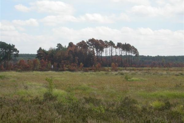 Thursley Commonphoto