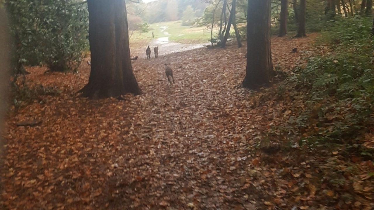 Dog walks in Merseyside · Walkiees