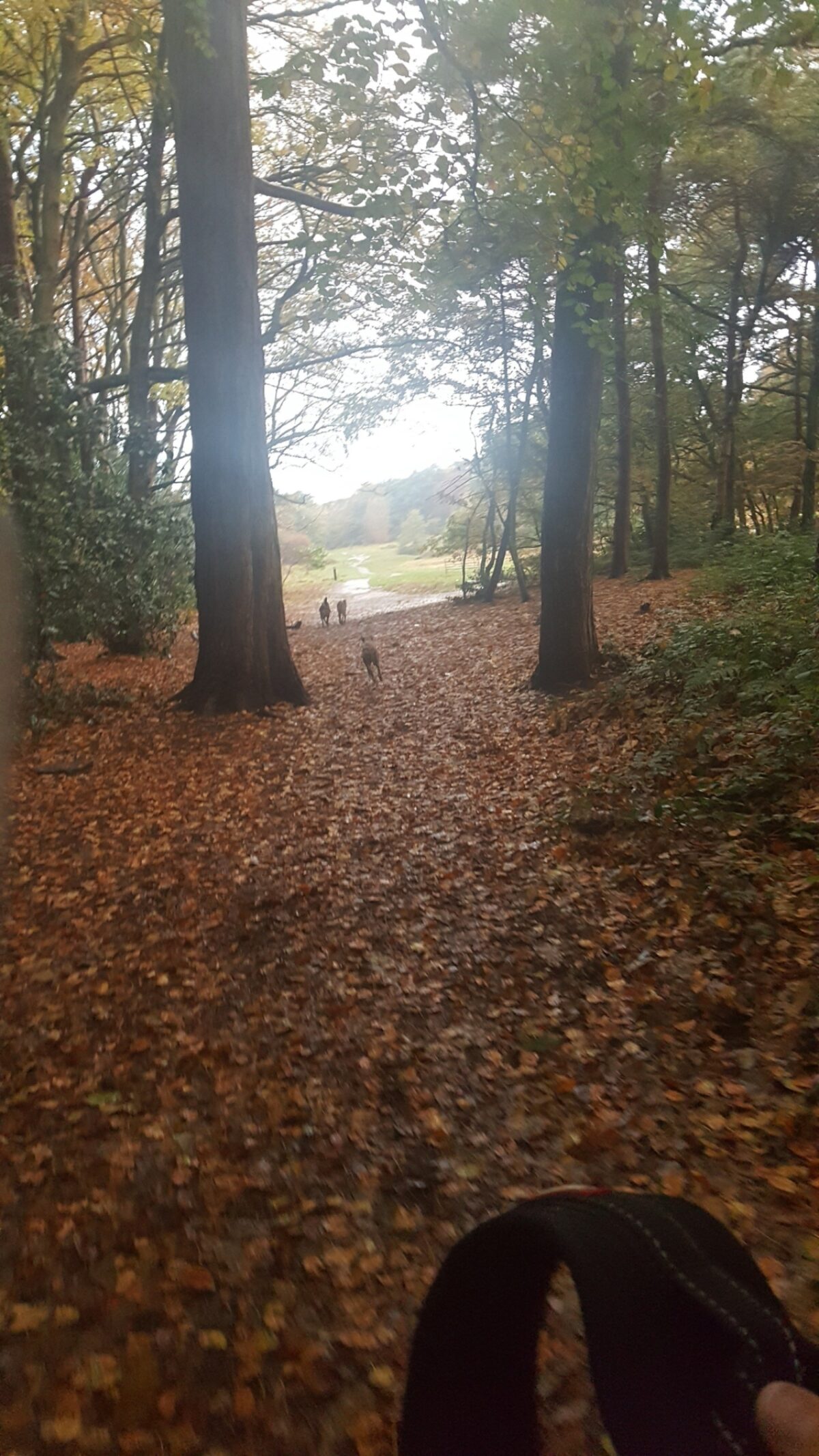 Thurstaston Common large photo 1