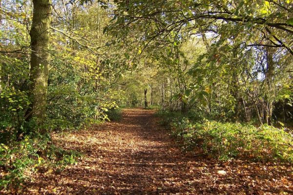 Tile Hill Woodlandsphoto