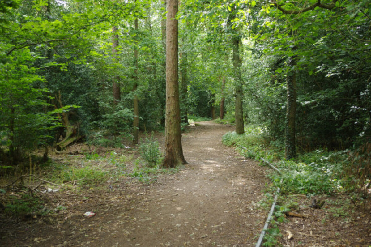 Tile Hill Woodlands large photo 4