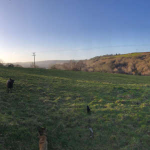 Torrington Common