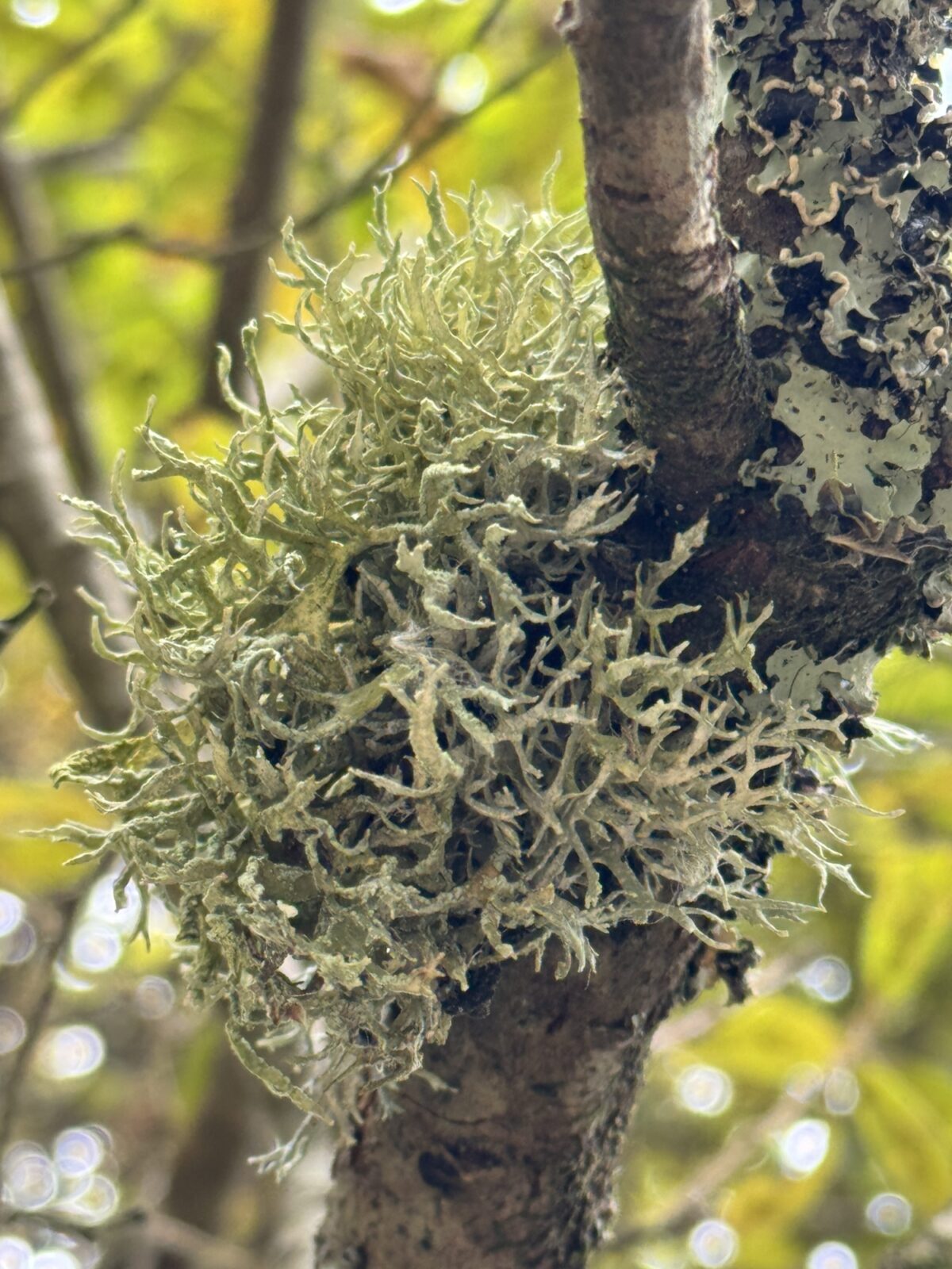 Tregargus Valley large photo 3