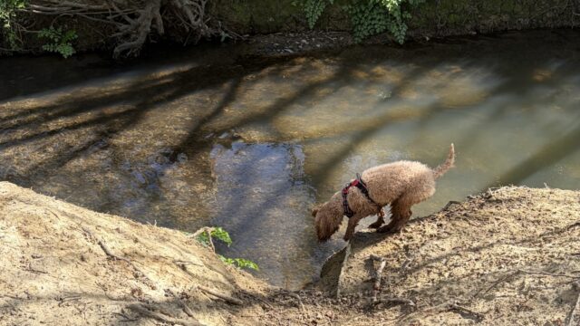Dog walk at Tudeley Brook - Paddock Wood entrance