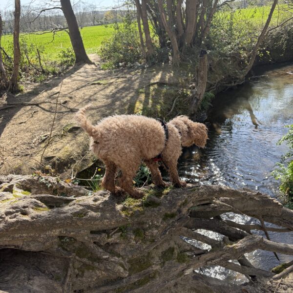 Tudeley Brook - Paddock Wood entrance photo 5