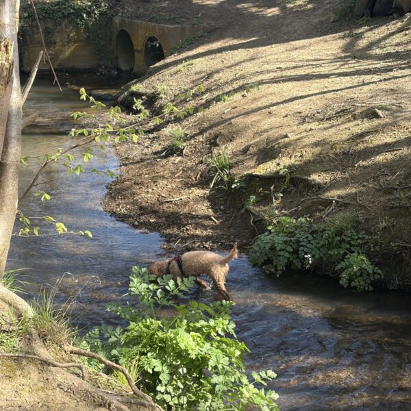 Tudeley Brook - Paddock Wood entrance photo 4