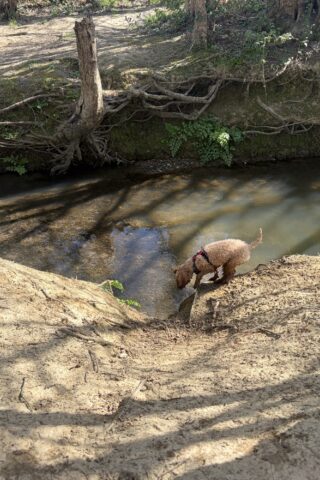 Dog walk at Tudeley Brook - Paddock Wood entrance photo