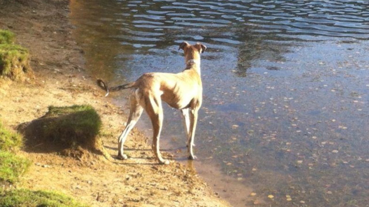 Dog walks in Surrey · Walkiees