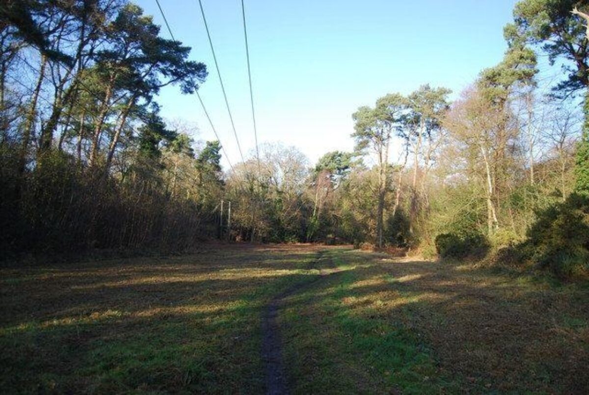 Tweseldown Woods large photo 2