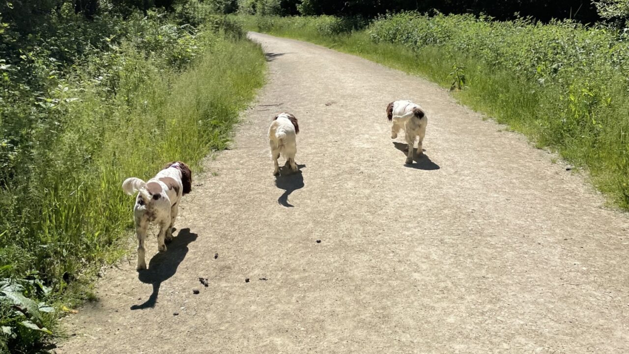 Dog walks in Lincolnshire · Walkiees