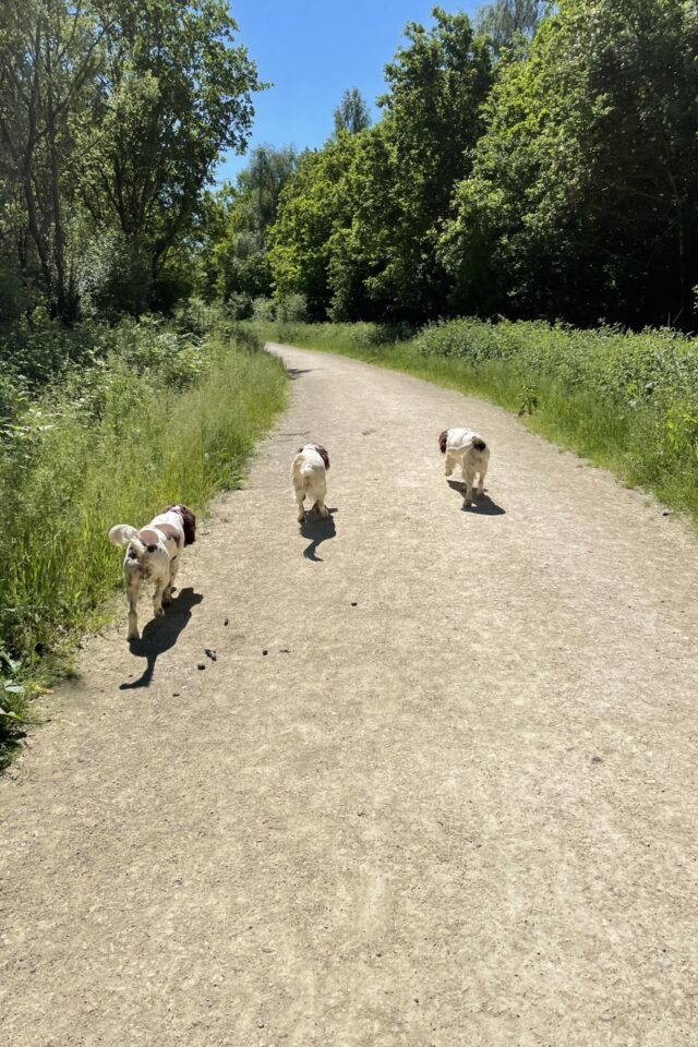 Dog walk at Twyford Woods · Lincolnshire · Walkiees