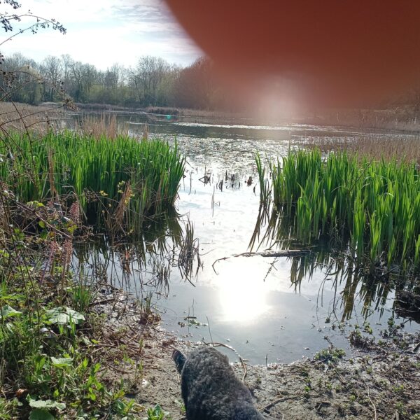 Valley Park photo 5