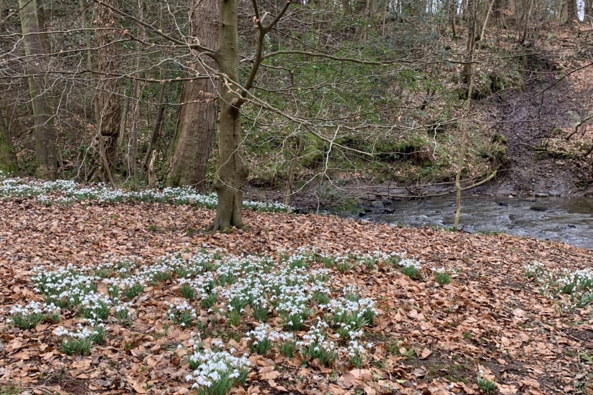Dog walk at Valleyfield Woodland Park · Fife · Walkiees