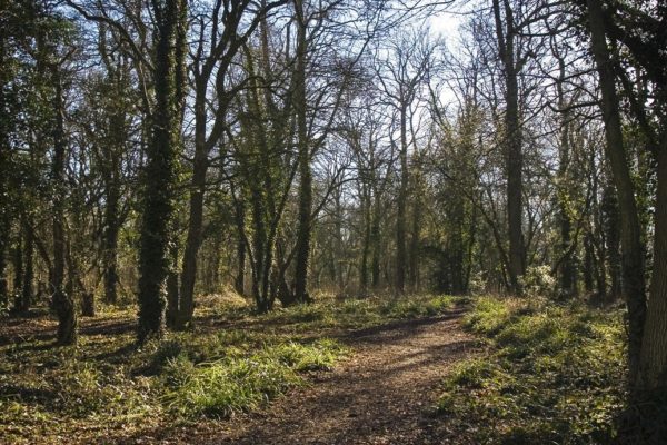 Vincient Woods, Chippenhamphoto