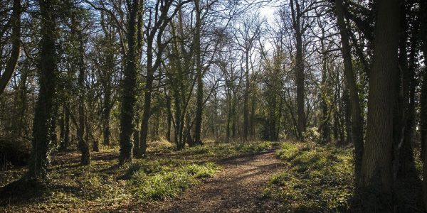 Vincient Woods, Chippenham