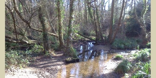 Warsash Common
