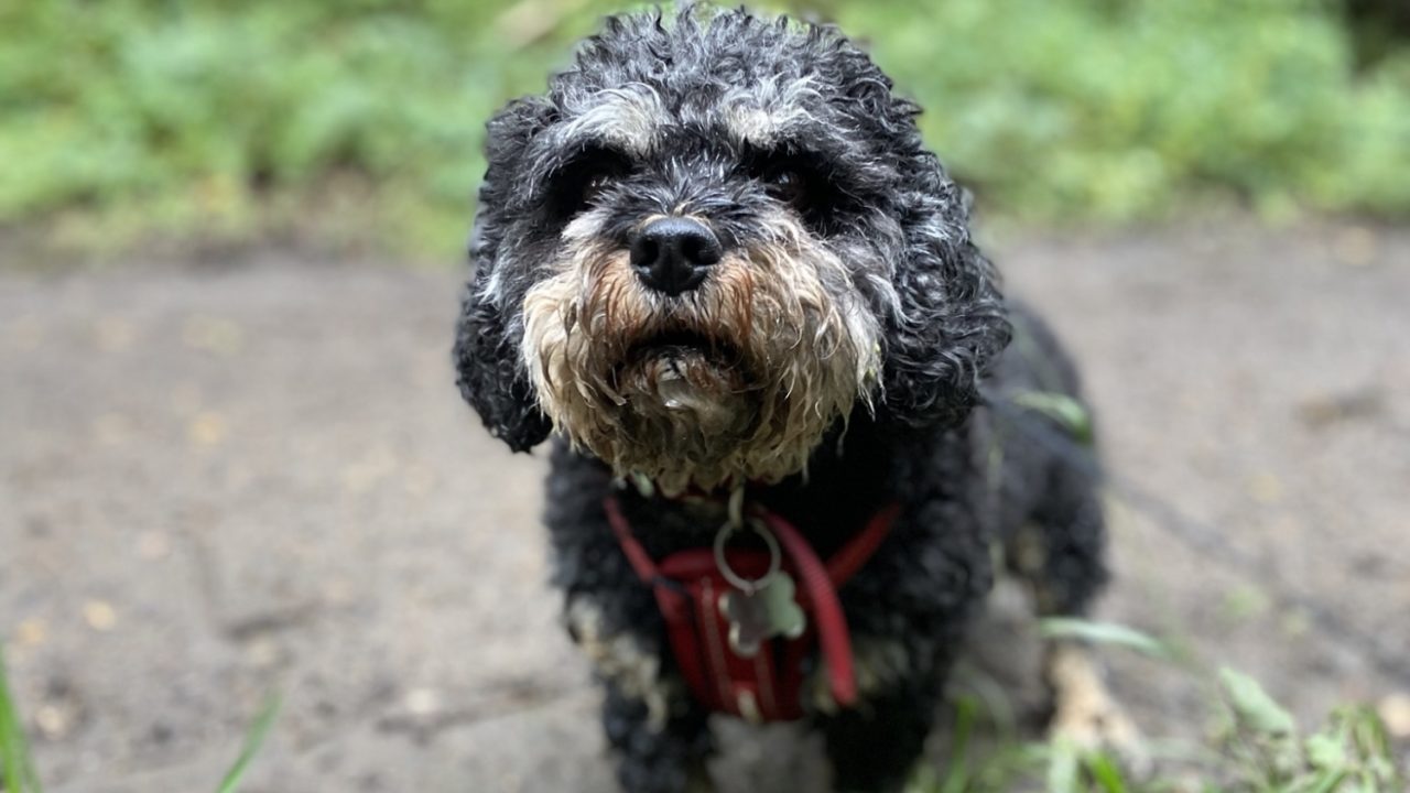 Dog walks in Tyne & Wear · Walkiees