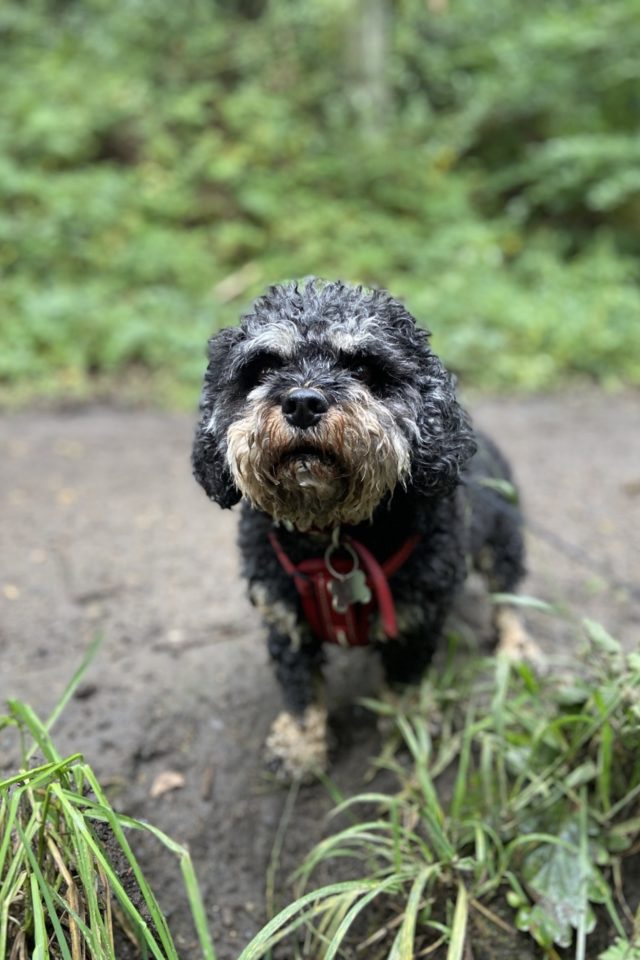 Dog walk at Watergate Forest Park · Gateshead · Walkiees