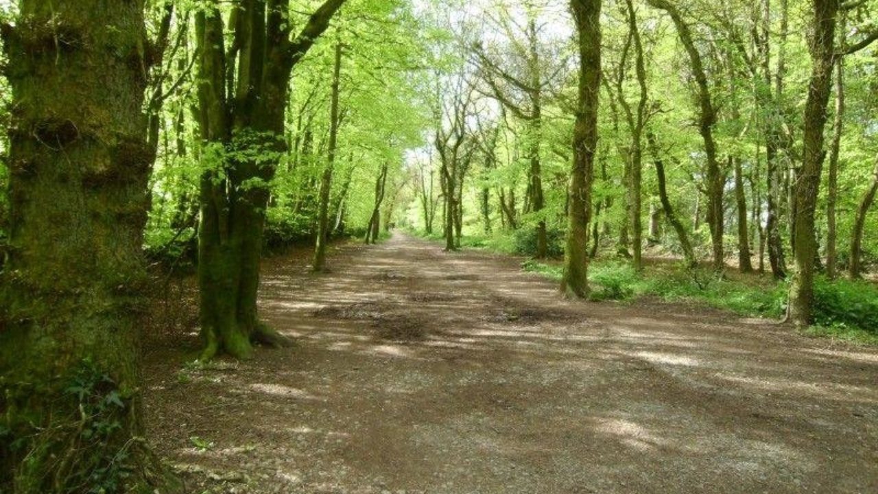 Dog walk at Wellington Park · Somerset · Walkiees