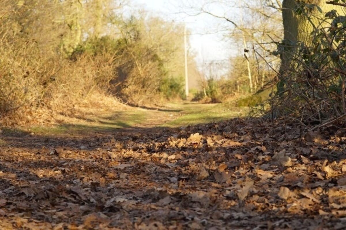 Wensum Way & Sparham Pools large photo 1