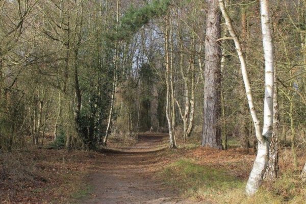 West Stow Forestphoto