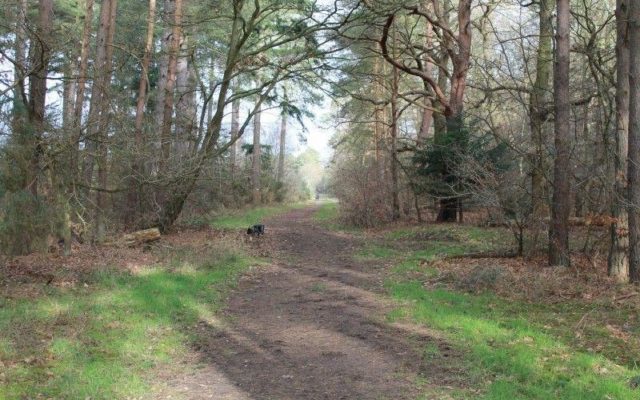 West Stow Forest Dog walk in Suffolk