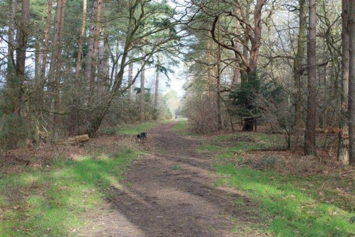 West Stow Forest large photo 2