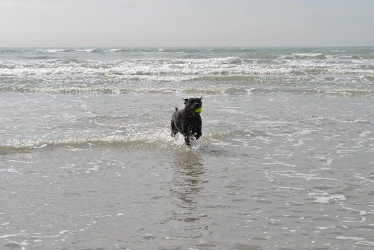 West Wittering Beach Walk large photo 5