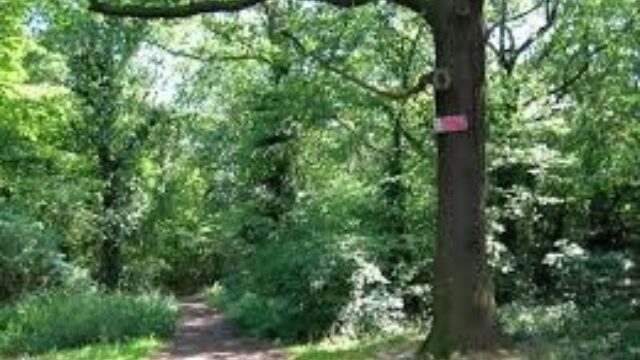 Dog walk at West Wood, Hadleigh