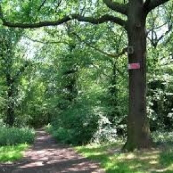 West Wood, Hadleigh photo 1