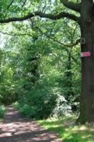 Dog walk at West Wood, Hadleigh photo