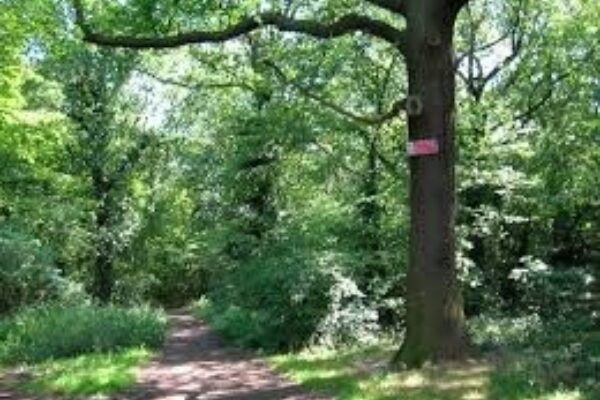 West Wood, Hadleighphoto