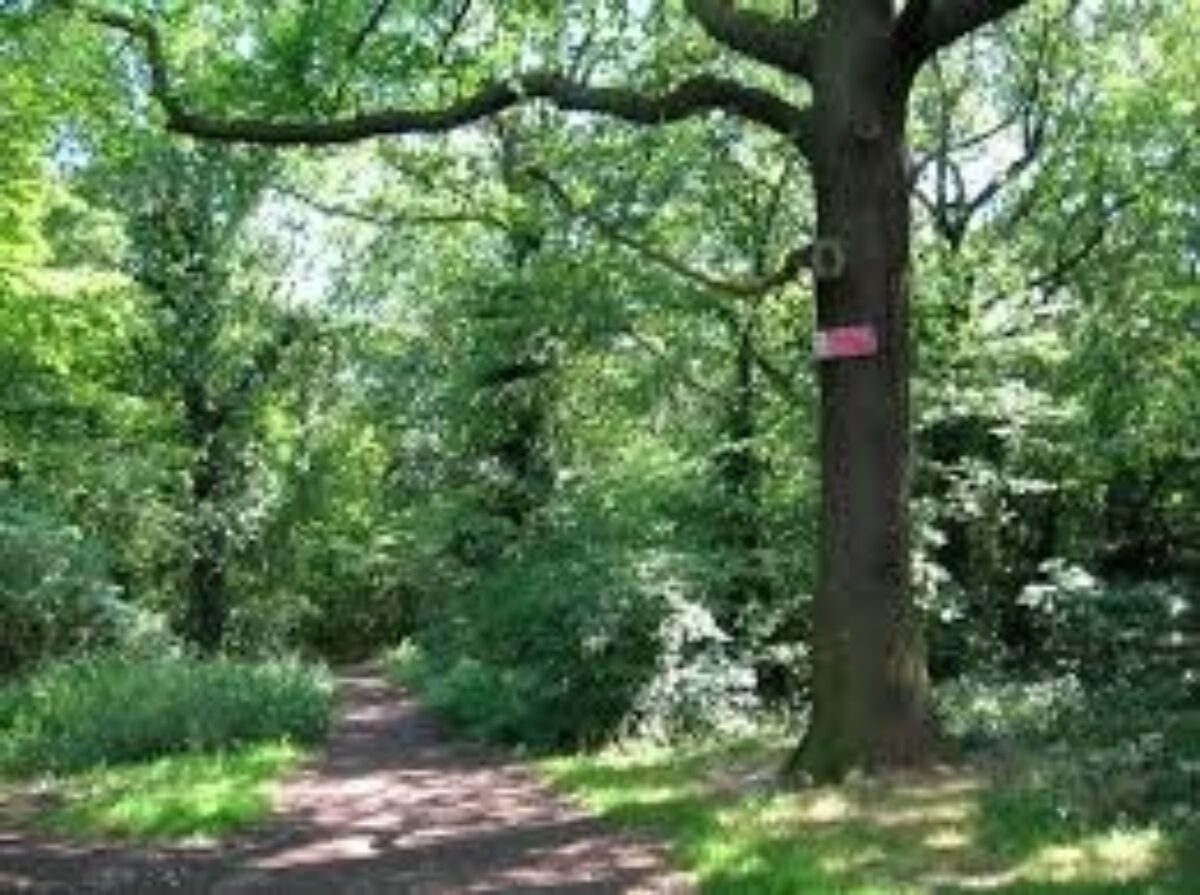 West Wood, Hadleigh large photo 1 West Wood, Hadleigh large photo 1