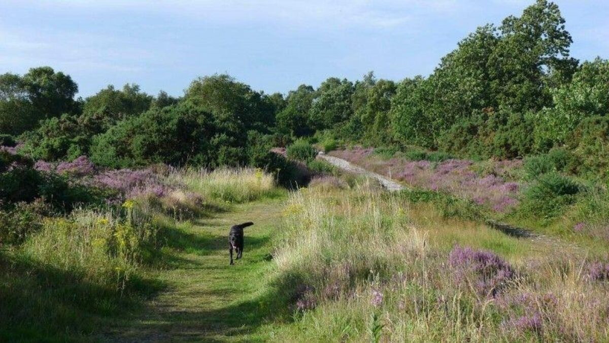 Westleton Heath large photo 2