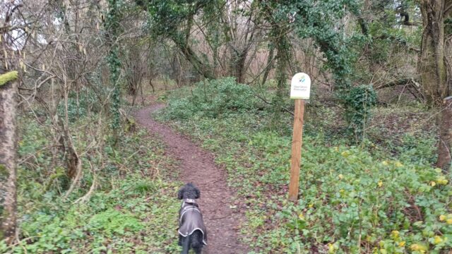 Dog walk at Wheely Down  Farm Lane to Denmead (Wayfarer's Walk)