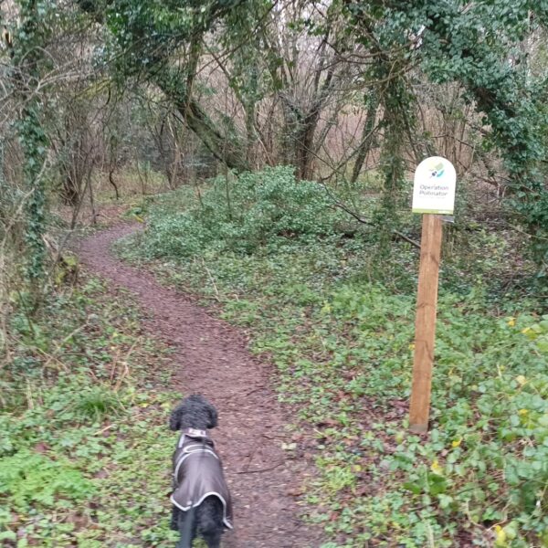 Wheely Down  Farm Lane to Denmead (Wayfarer's Walk) photo 1