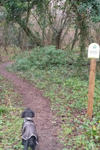 Dog walk at Wheely Down  Farm Lane to Denmead (Wayfarer's Walk) photo
