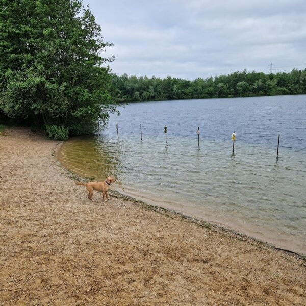 Whisby Nature Park, Lincoln photo 3