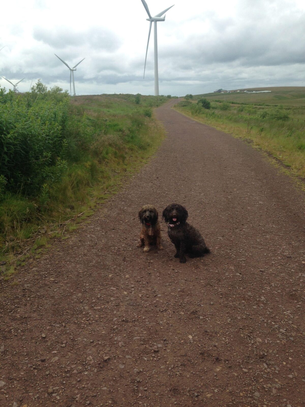 Whitelee Wind Farm large photo 8