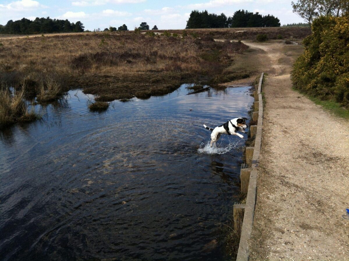 Whitemoor Pond large photo 14