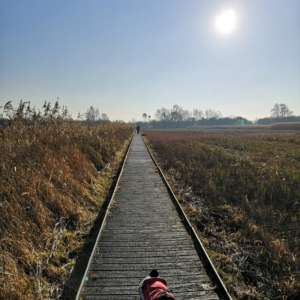 Wicken Fen